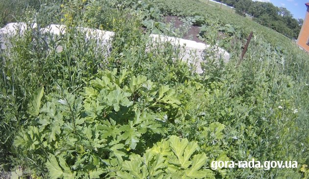 Працівники КП «Горянин» ліквідували кущі борщівника