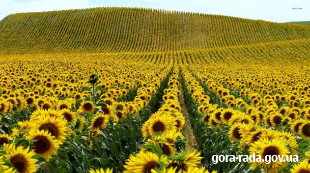 Соняхи скорботи